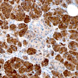 Reg1A antibody in Human Pancreas by Immunohistochemistry (IHC-P).