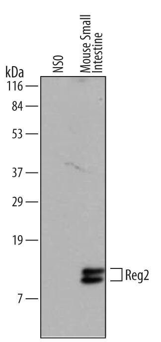 Detection of Mouse Reg2 antibody by Western Blot.