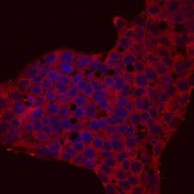 Reg3A antibody in HepG2 Human Cell Line by Immunocytochemistry (ICC).