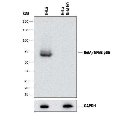 Western Blot Shows Human RelA/NF?B p65 Antibody Specificity by Using Knockout Cell Line.