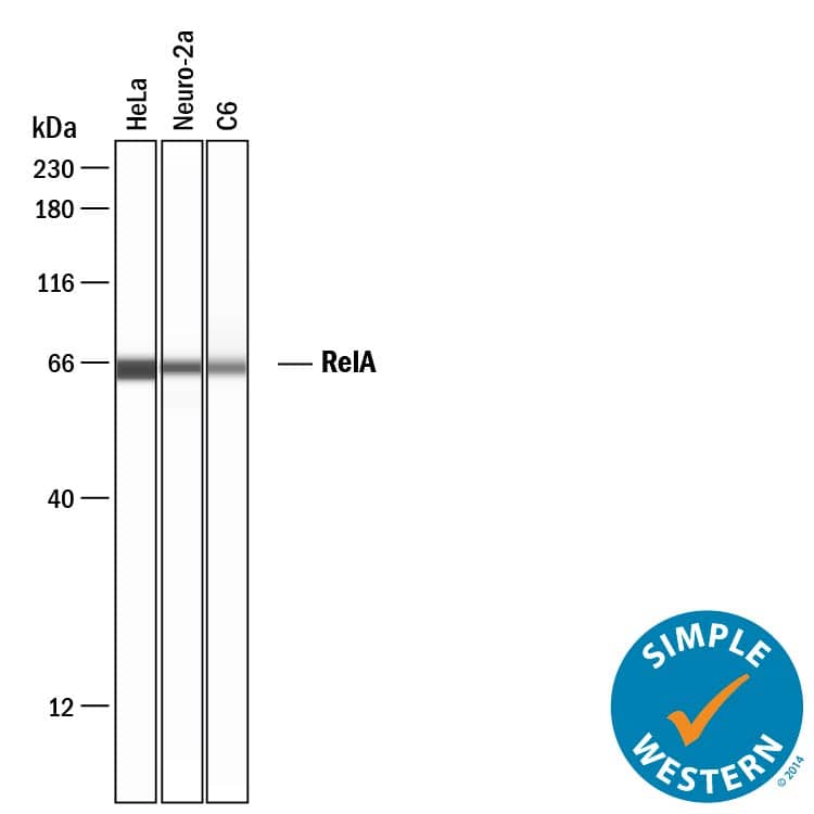 Detection of Human, Mouse, and Rat RelA/NF?B p65 antibody by Simple WesternTM.