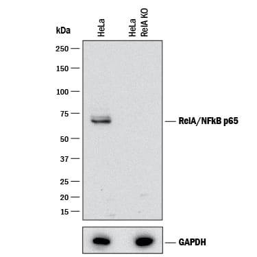 Western Blot Shows Human RelA/NF?B p65 Antibody Specificity by Using Knockout Cell Line.