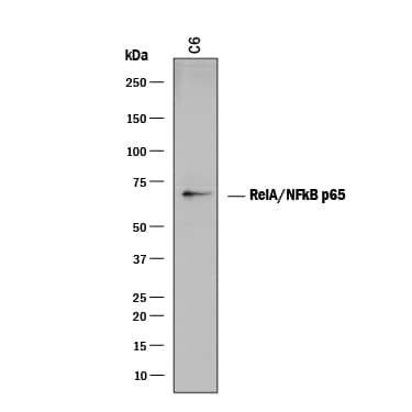 Detection of Rat RelA/NF?B p65 antibody by Western Blot.
