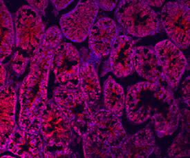Relaxin-1 antibody in Mouse Testis by Immunohistochemistry (IHC-Fr).