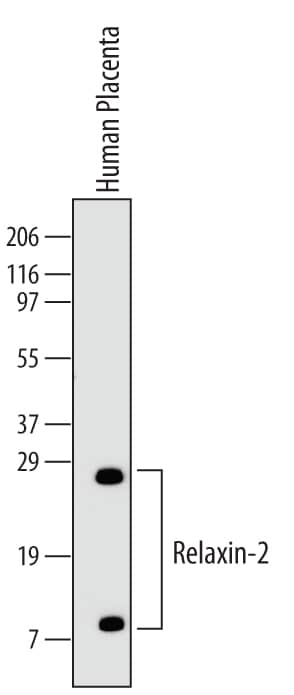 Detection of Human Relaxin-2 antibody by Western Blot.