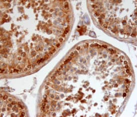 Pro-Relaxin-3 antibody in Mouse Testis by Immunohistochemistry (IHC-Fr).