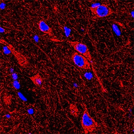 Relaxin R1 antibody in Mouse Brain by Immunohistochemistry (IHC-Fr).