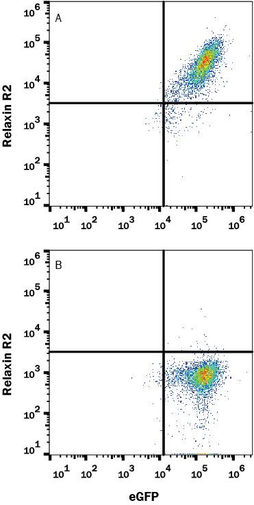 Detection of Relaxin R2 antibody in HEK293 Human Cell Line Transfected with Human Relaxin R2 and eGFP antibody by Flow Cytometry.