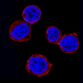 Rheb antibody in Ramos Human Cell Line by Immunocytochemistry (ICC).