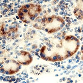 Ribosomal Protein L17 antibody in Human Pancreas by Immunohistochemistry (IHC-P).