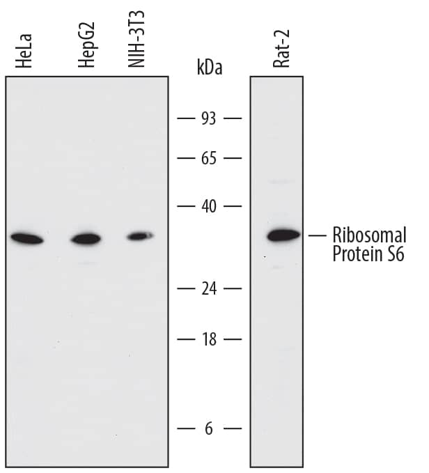 Detection of Human, Mouse, and Rat Ribosomal Protein S6 antibody by Western Blot.