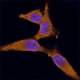 Ribosomal Protein S6/RPS6 antibody in HeLa Human Cell Line by Immunocytochemistry (ICC).