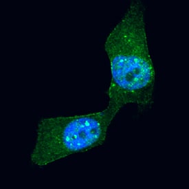 Ribosomal Protein S6/RPS6 antibody in HeLa Human Cell Line by Immunocytochemistry (ICC).