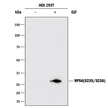 Detection of Human Phospho-Ribosomal Protein S6/RPS6 (S235/S236) antibody by Western Blot.