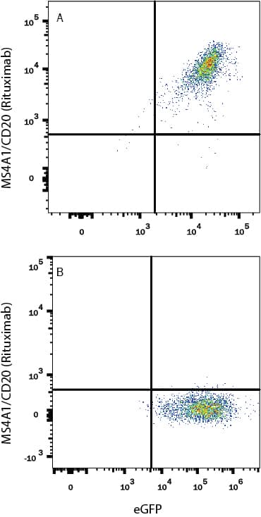Detection of Anti-MS4A1/CD20 (Rituximab) on Human MS4A1/CD20 transfectants antibody by Flow Cytometry.