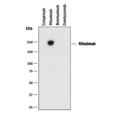 Detection of Rituximab antibody by Western Blot.