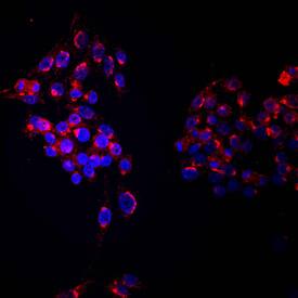 Ryk antibody in RAW 264 by Immunocytochemistry (ICC).7 Mouse Cell Line by Immunocytochemistry (ICC).