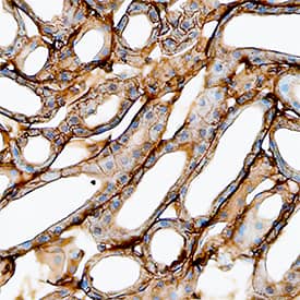 S100A10 antibody in Mouse Kidney by Immunohistochemistry (IHC-Fr).