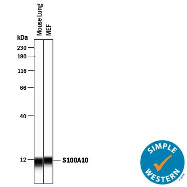 Detection of Mouse S100A10 antibody by Simple WesternTM.