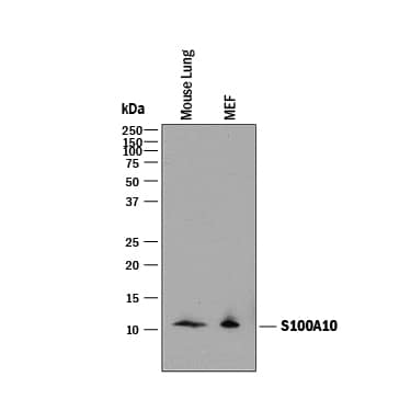 Detection of Mouse S100A10 antibody by Western Blot.