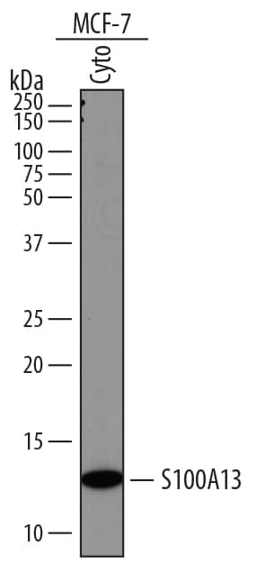 Detection of Human S100A13 antibody by Western Blot.