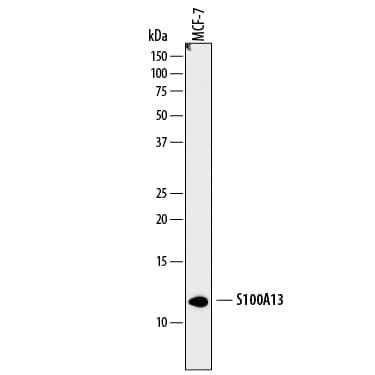 Detection of Human S100A13 antibody by Western Blot.