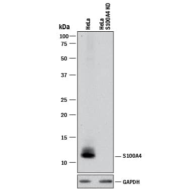 Western Blot Shows Sheep Anti-Human/Mouse S100A4 Antigen Affinity-purified Polyclonal Antibody Specificity by Using Knockout Cell Line.