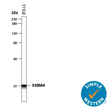 Detection of Mouse S100A4 antibody by Simple WesternTM.