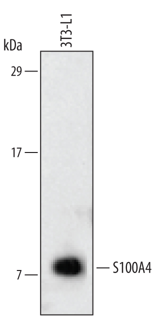 Detection of Mouse S100A4 antibody by Western Blot.