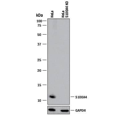 Western Blot Shows Human S100A4 Specificity by Using Knockout Cell Line. Western Blot Shows Human S100A4 Antibody Specificity by Using Knockout Cell Line.