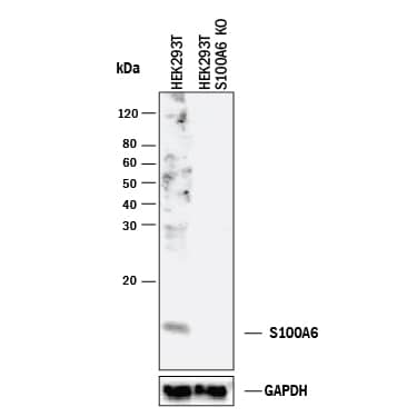 Western Blot Shows Human S100A6 Antibody Specificity by Using Knockout Cell Line.