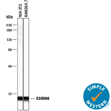 Detection of Mouse S100A6 antibody by Simple WesternTM.