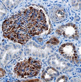 S100A6 antibody in Human Kidney by Immunohistochemistry (IHC-P).