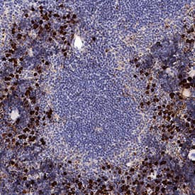 S100A9 antibody in Mouse Spleen by Immunohistochemistry (IHC-Fr).