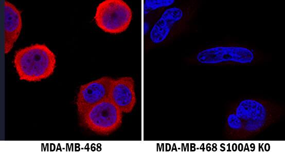 S100A9 Antibody Specificity is Shown by Immunocytochemistry antibody in Knockout Cell Line.
