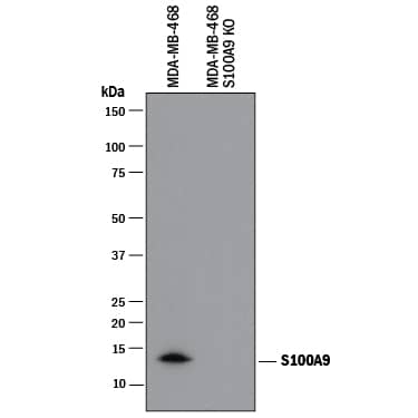 Western Blot Shows Human S100A9 Antibody Specificity by Using Knockout Cell Line.