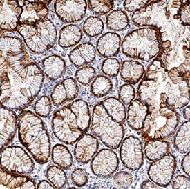 S100P antibody in Human Stomach by Immunohistochemistry (IHC-P).