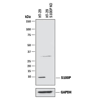 Detection of Human S100P antibody by Western Blot.