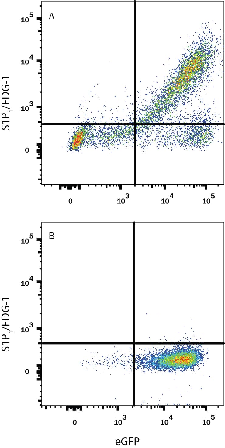 Detection of S1P1/EDG-1 antibody in CHO Chinese Hamster Cell Line Transfected with Human S1P1/EDG-1 and eGFP antibody by Flow Cytometry.