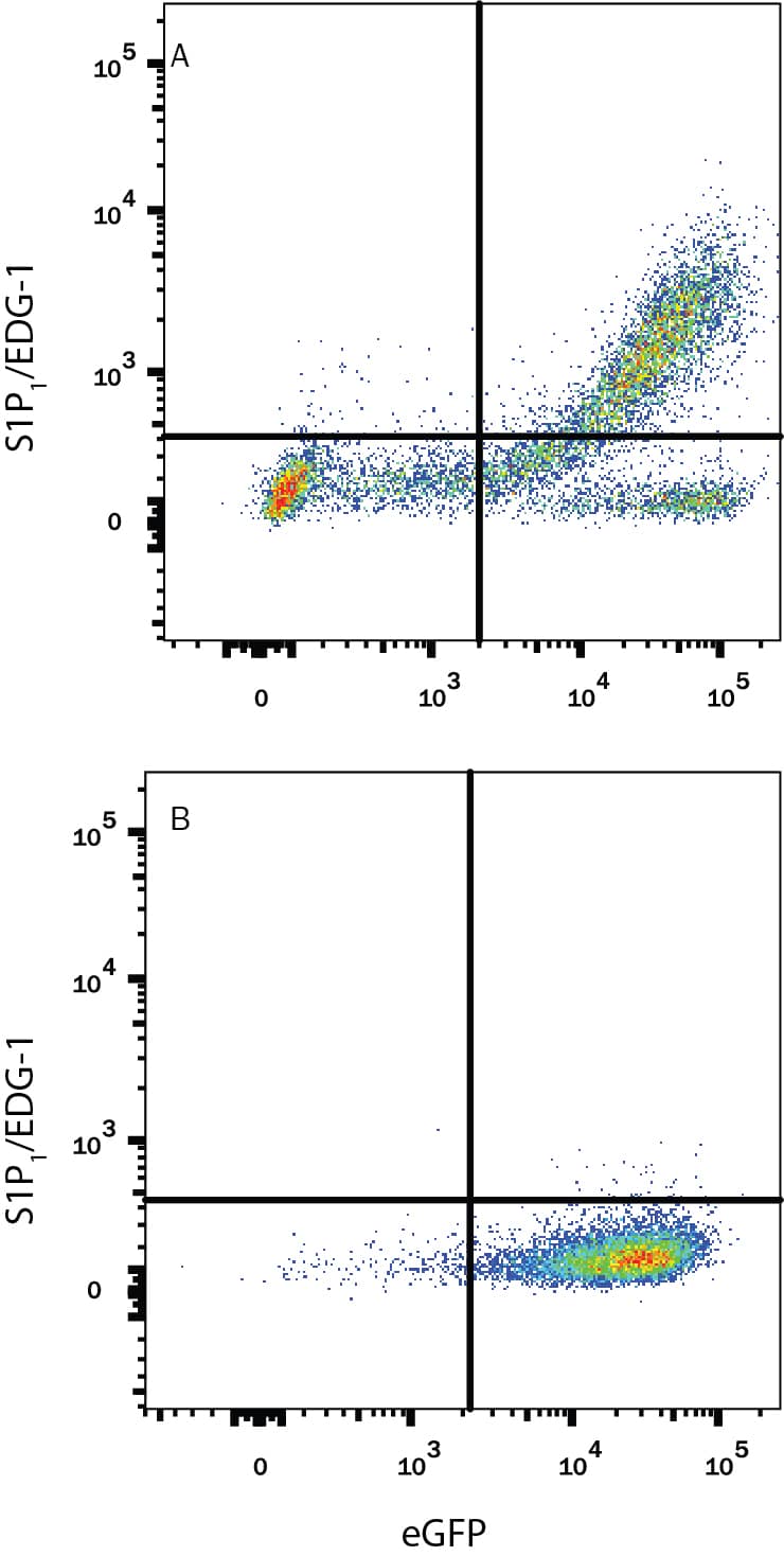 Detection of S1P1/EDG-1 antibody in CHO Chinese Hamster Cell Line Transfected with Human S1P1/EDG-1 and eGFP antibody by Flow Cytometry.