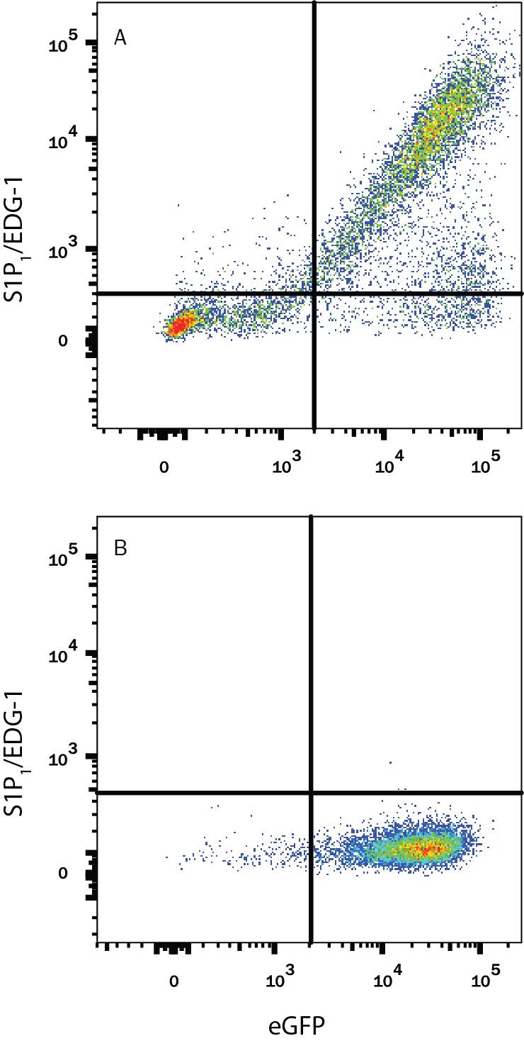 Detection of S1P1/EDG-1 antibody in CHO Chinese Hamster Cell Line Transfected with Human S1P1/EDG-1 and eGFP antibody by Flow Cytometry.