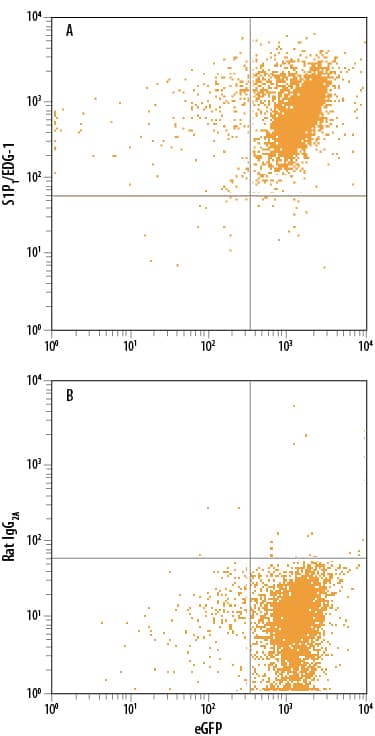 Detection of S1P1/EDG-1 antibody in HEK293 Human Cell Line Transfected with Mouse S1P1/EDG-1 and eGFP antibody by Flow Cytometry.