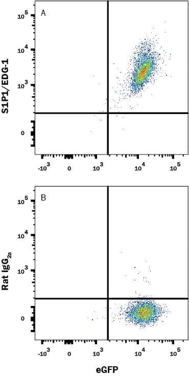 Detection of S1P1/EDG-1 antibody in HEK293 Human Cell Line Transfected with Mouse S1P1/EDG-1 and GFP antibody by Flow Cytometry.