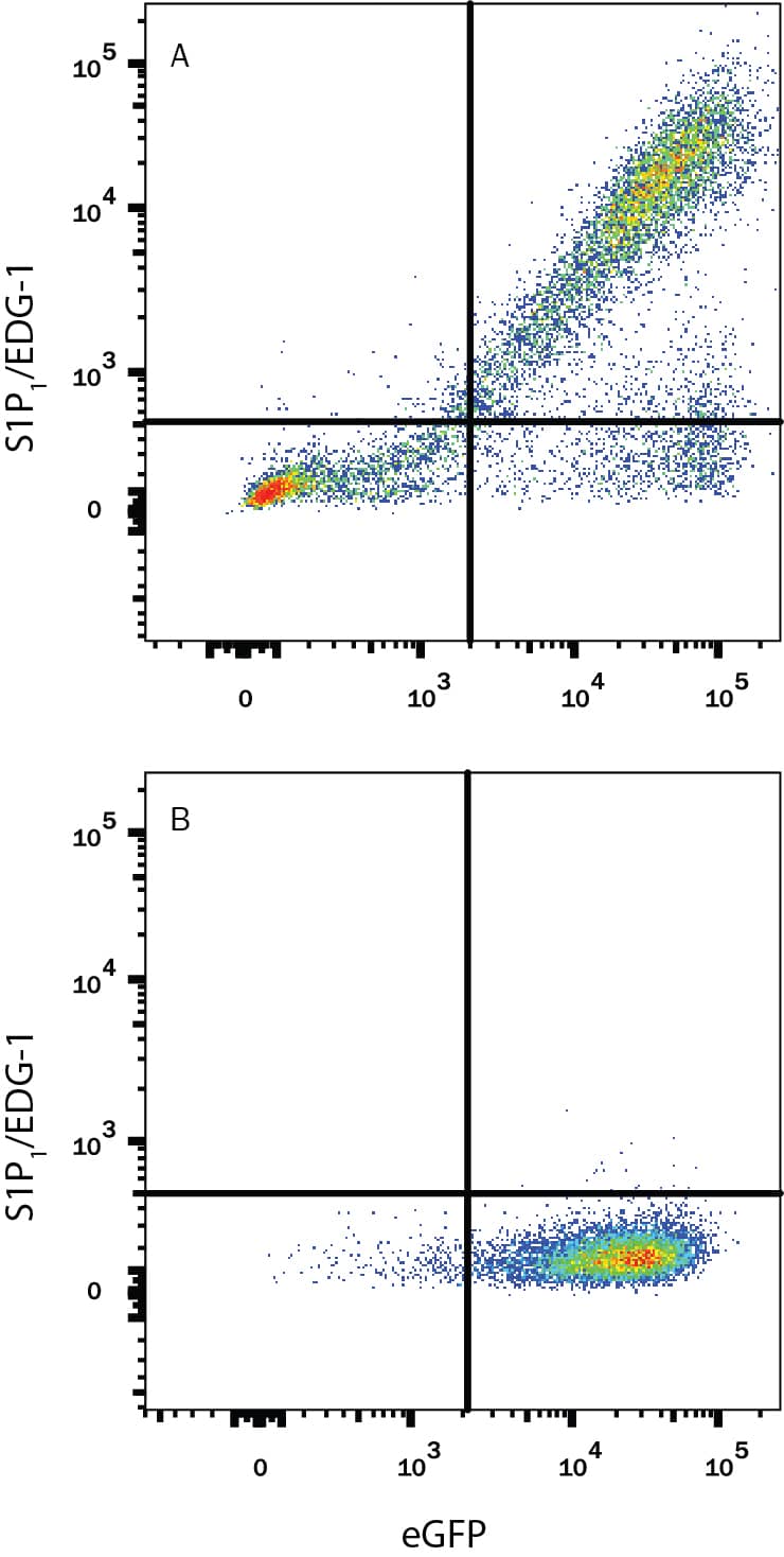 Detection of S1P1/EDG-1 antibody in CHO Chinese Hamster Cell Line Transfected with Human S1P1/EDG-1 and eGFP antibody by Flow Cytometry.