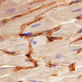 S1P1/EDG-1 antibody in Mouse Heart by Immunohistochemistry (IHC-Fr).