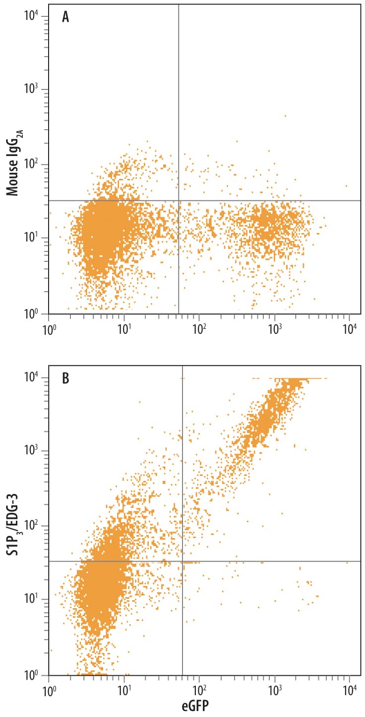 Detection of S1P3/EDG-3 antibody in S1P3/EDG-3 and eGFP Co-Transfected Cells antibody by Flow Cytometry.