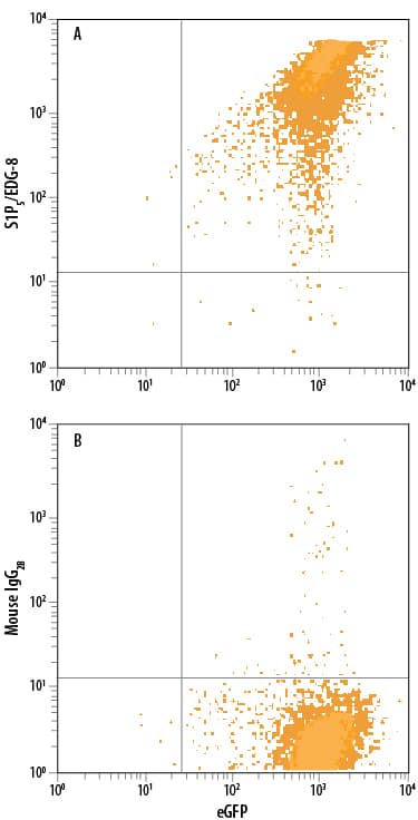 Detection of S1P5/EDG-8 antibody in HEK293 Human Cell Line Transfected with Human S1P5/EDG-8 and eGFP antibody by Flow Cytometry.