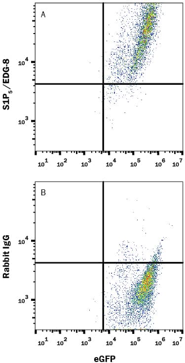 Detection of S1P5/EDG-8 antibody in HEK293 Human Cell Line Transfected with Mouse S1P5/EDG-8 and eGFP antibody by Flow Cytometry.