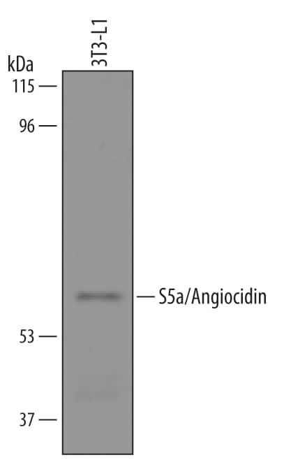 Detection of Mouse S5a/Angiocidin antibody by Western Blot.