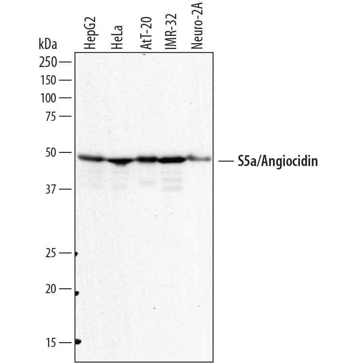 Detection of Human and Mouse S5a/Angiocidin antibody by Western Blot.